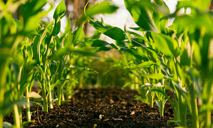 Practice Green Farming, Amino Acid Fertilizers Drive Sustainable Agricultural Development